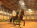 Nintendo Wii - My Horse and Me screenshot
