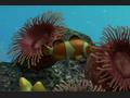 PlayStation 3 - My Aquarium screenshot