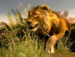 Xbox One - Cabela's African Adventures screenshot