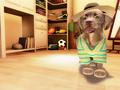 Nintendo Wii - Petz Sports: Dog Playground screenshot