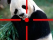 PC - Panda: Tactical Sniper screenshot
