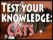 PC - Test Your Knowledge: Cats screenshot