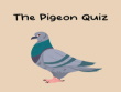 PlayStation 5 - Pigeon Quiz, The screenshot